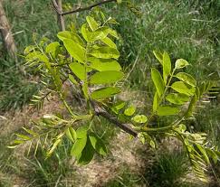 Attēlu rezultāti vaicājumam “Robinia pseudoacacia”