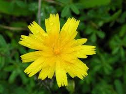 Attēlu rezultāti vaicājumam “Taraxacum”