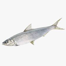 Image result for Coregonus lavaretus