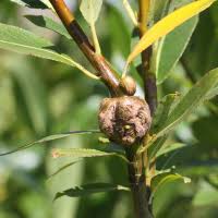 Attēlu rezultāti vaicājumam “Rabdophaga salicis”