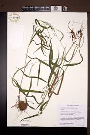 Attēlu rezultāti vaicājumam “Cinna latifolia”