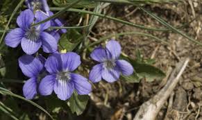 Attēlu rezultāti vaicājumam “Viola rupestris flower”