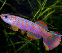 Image result for Aphyosemion