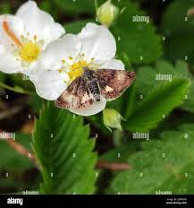 Attēlu rezultāti vaicājumam “Panemeria tenebrata”