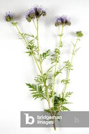 Attēlu rezultāti vaicājumam “Phacelia tanacetifolia leaf”