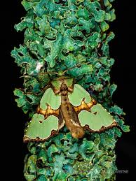 Attēlu rezultāti vaicājumam “Staurophora celsia”