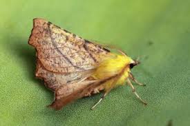 Attēlu rezultāti vaicājumam “Ennomos alniaria”