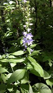 Image result for Campanula americana