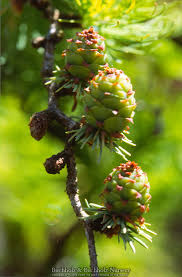 Attēlu rezultāti vaicājumam “Larix kaempferi female flower”