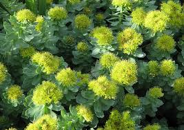 Attēlu rezultāti vaicājumam “Rhodiola rosea flower”