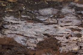 Attēlu rezultāti vaicājumam “Leucogyrophana sororia”