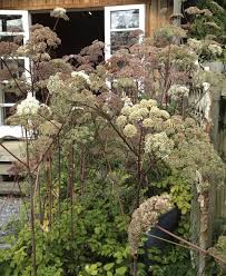 Attēlu rezultāti vaicājumam “Angelica sylvestris leaf”