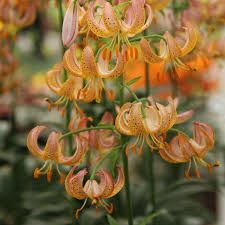 Attēlu rezultāti vaicājumam “Lilium martagon flower”