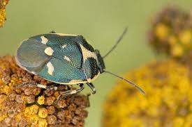 Attēlu rezultāti vaicājumam “Eurydema oleracea”