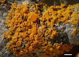 Attēlu rezultāti vaicājumam “Xanthoria fulva”