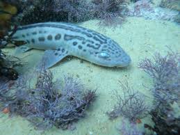 Image result for Poroderma pantherinum