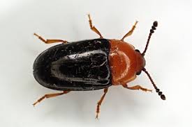 Attēlu rezultāti vaicājumam “Erotylidae”