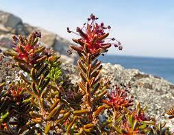 Attēlu rezultāti vaicājumam “Empetraceae”