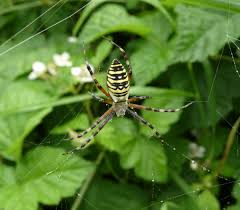 Attēlu rezultāti vaicājumam “Argiope bruennichi”