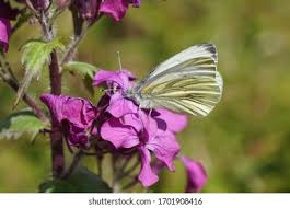 Attēlu rezultāti vaicājumam “Pieris napi female”