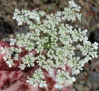 Image result for Daucus carota