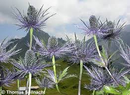 Image result for Blaudistel