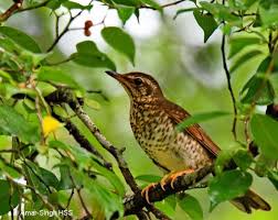 Image result for Zoothera sibirica