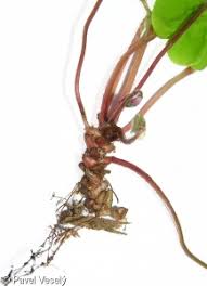 Attēlu rezultāti vaicājumam “Oxalis acetosella fruit”