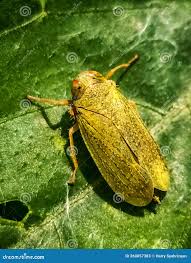 Attēlu rezultāti vaicājumam “Cicadellidae”