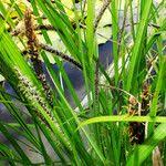 Attēlu rezultāti vaicājumam “Carex acuta fruit”