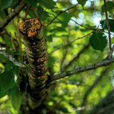 Attēlu rezultāti vaicājumam “Pucciniales”