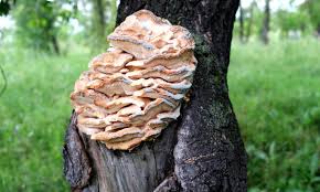 Attēlu rezultāti vaicājumam “Climacodon septentrionalis”