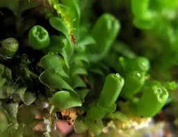 Attēlu rezultāti vaicājumam “Leiocolea rutheana cells”