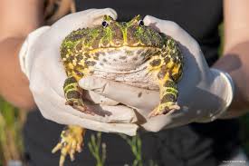 Image result for Ceratophrys ornata