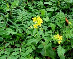 Attēlu rezultāti vaicājumam “Rorippa palustris”