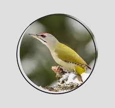 Attēlu rezultāti vaicājumam “Picus canus”