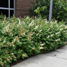 Attēlu rezultāti vaicājumam “Sorbaria sorbifolia”