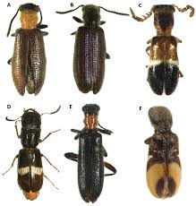 Attēlu rezultāti vaicājumam “Cleridae”