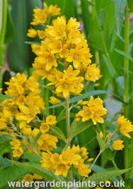 Attēlu rezultāti vaicājumam “Lysimachia vulgaris”