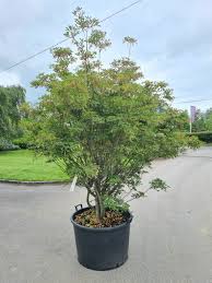 Attēlu rezultāti vaicājumam “Enkianthus campanulatus”