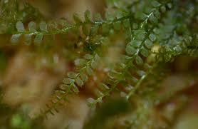 Attēlu rezultāti vaicājumam “Plagiochila”