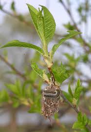 Attēlu rezultāti vaicājumam “Aporia crataegi larva”