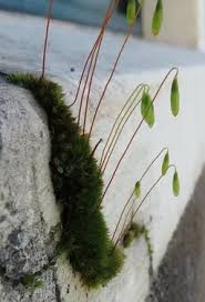 Attēlu rezultāti vaicājumam “Physcomitrium pyriforme sporophyte”