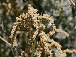 Attēlu rezultāti vaicājumam “Atriplex calotheca flower”