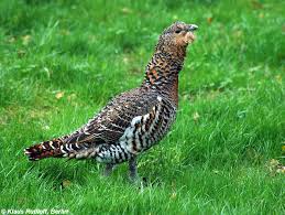 Attēlu rezultāti vaicājumam “Tetrao urogallus female”