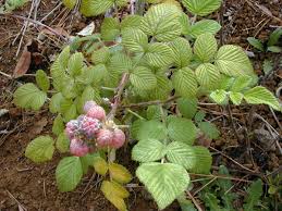 Attēlu rezultāti vaicājumam “Rubus nessensis leaf”