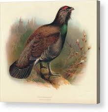 Attēlu rezultāti vaicājumam “Tetrao urogallus”