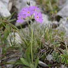 Attēlu rezultāti vaicājumam “Primula farinosa fruit”