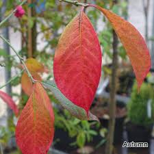 Attēlu rezultāti vaicājumam “Euonymus europaeus leaf”