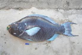 Image result for Scarus zelindae